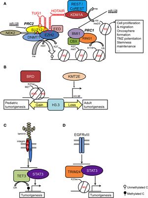 The Epigenetics of Glioma Stem Cells: A Brief Overview